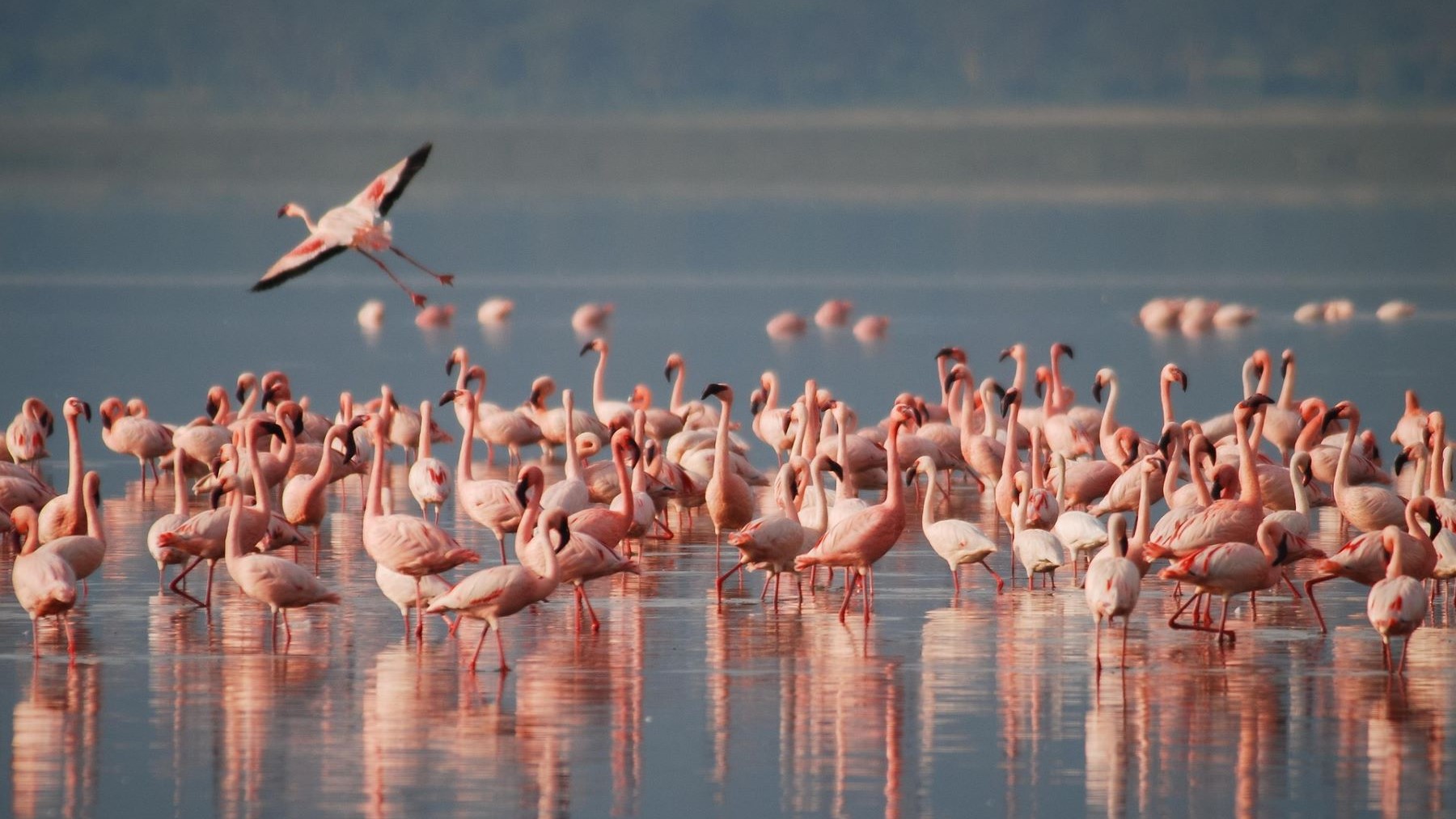 Los flamencos se instalan en Cantabria por el cambio climático en marismas