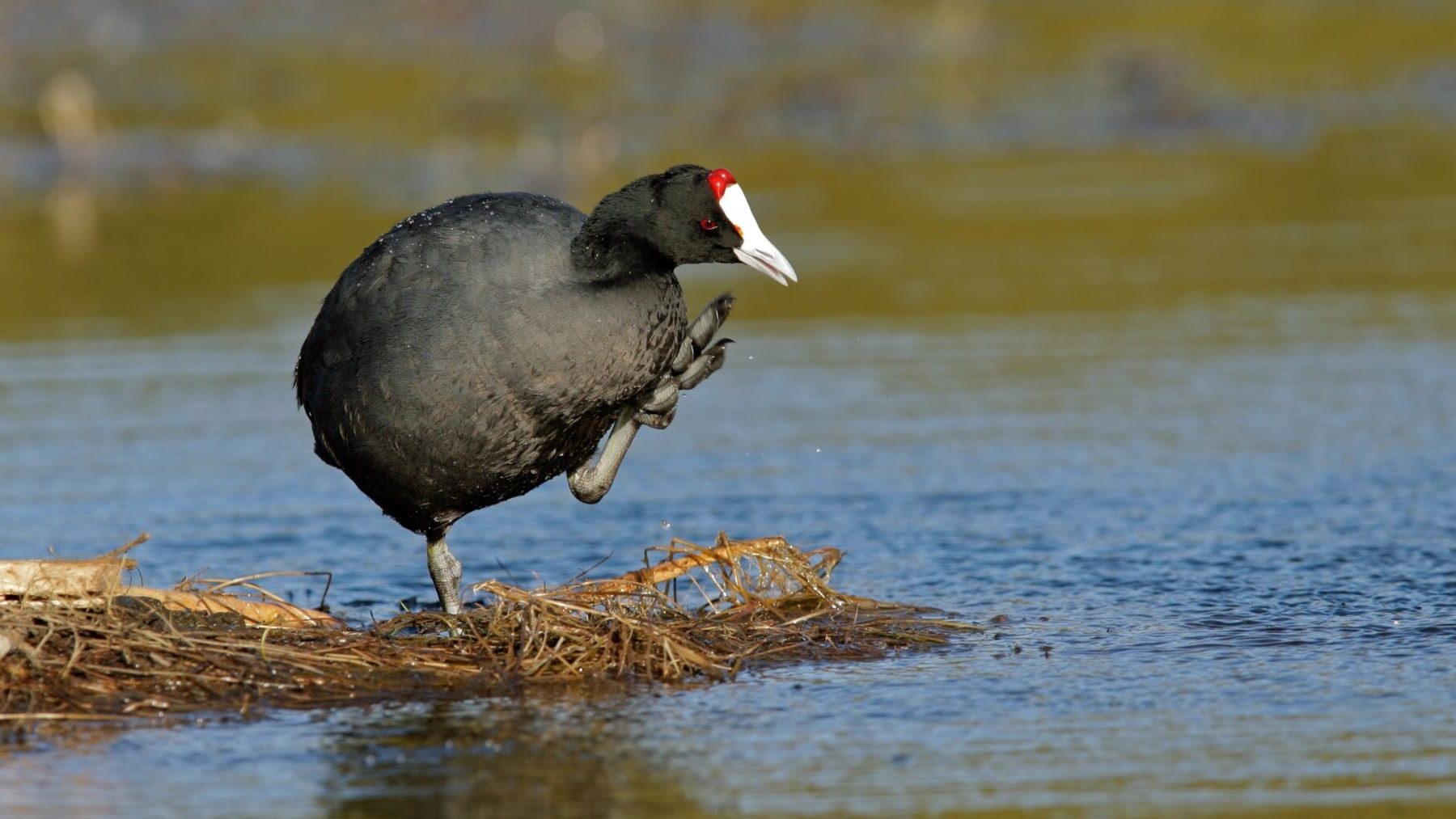 Liberan ocho fochas morunas en el Clot de Galvany en Elche