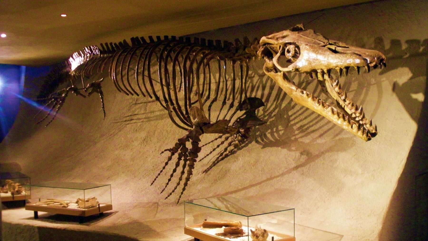 Descubren mosasaurio gigante de 9 metros en Marruecos