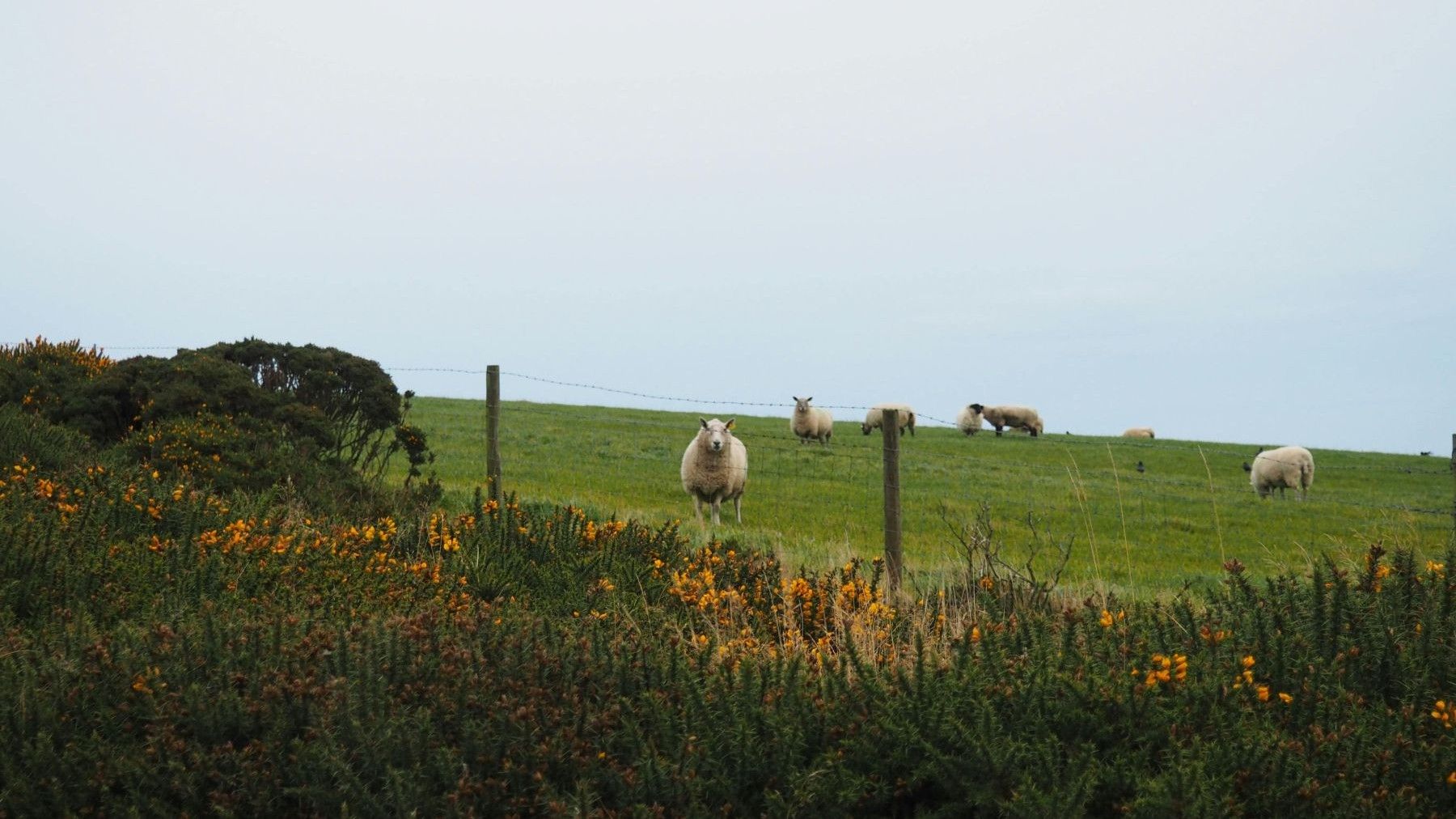 ganadería sostenible en España experiencias agroecológicas