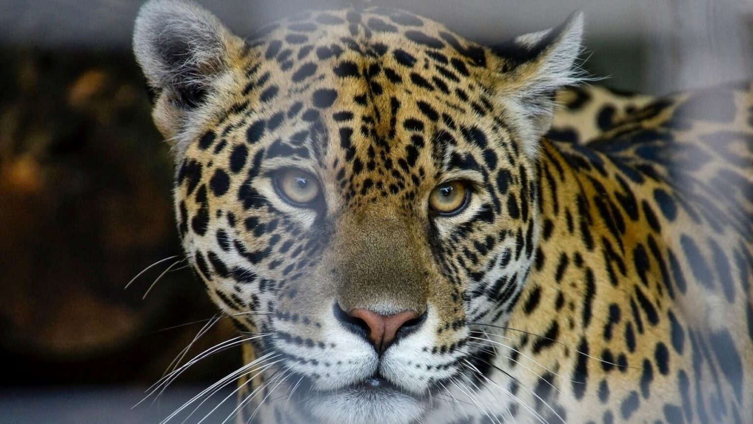 Ganaderos y jaguares pueden coexistir en México gracias a proyectos de ...