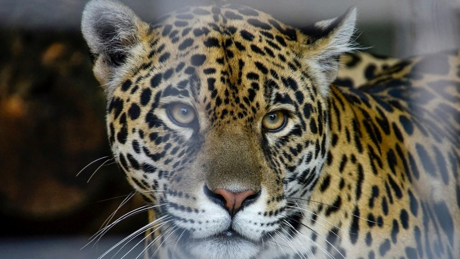 Ganaderos y jaguares pueden coexistir en México