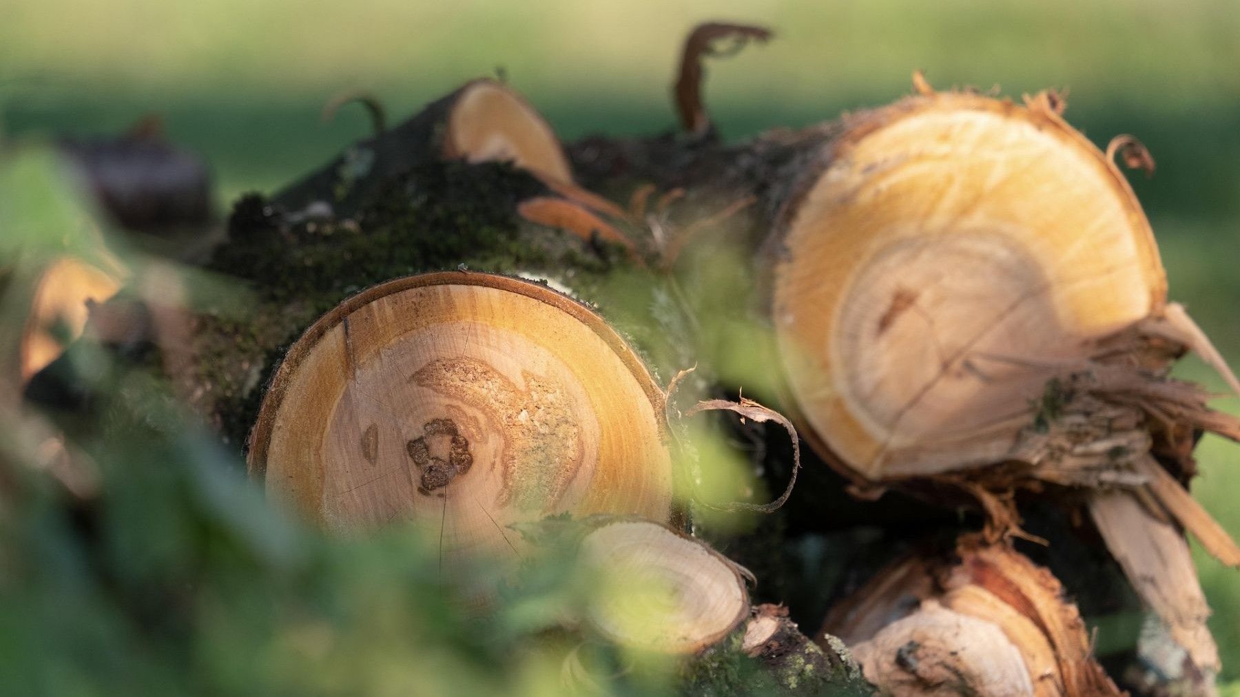 Andalucía impulsa la madera sostenible para proteger bosques con gestión forestal