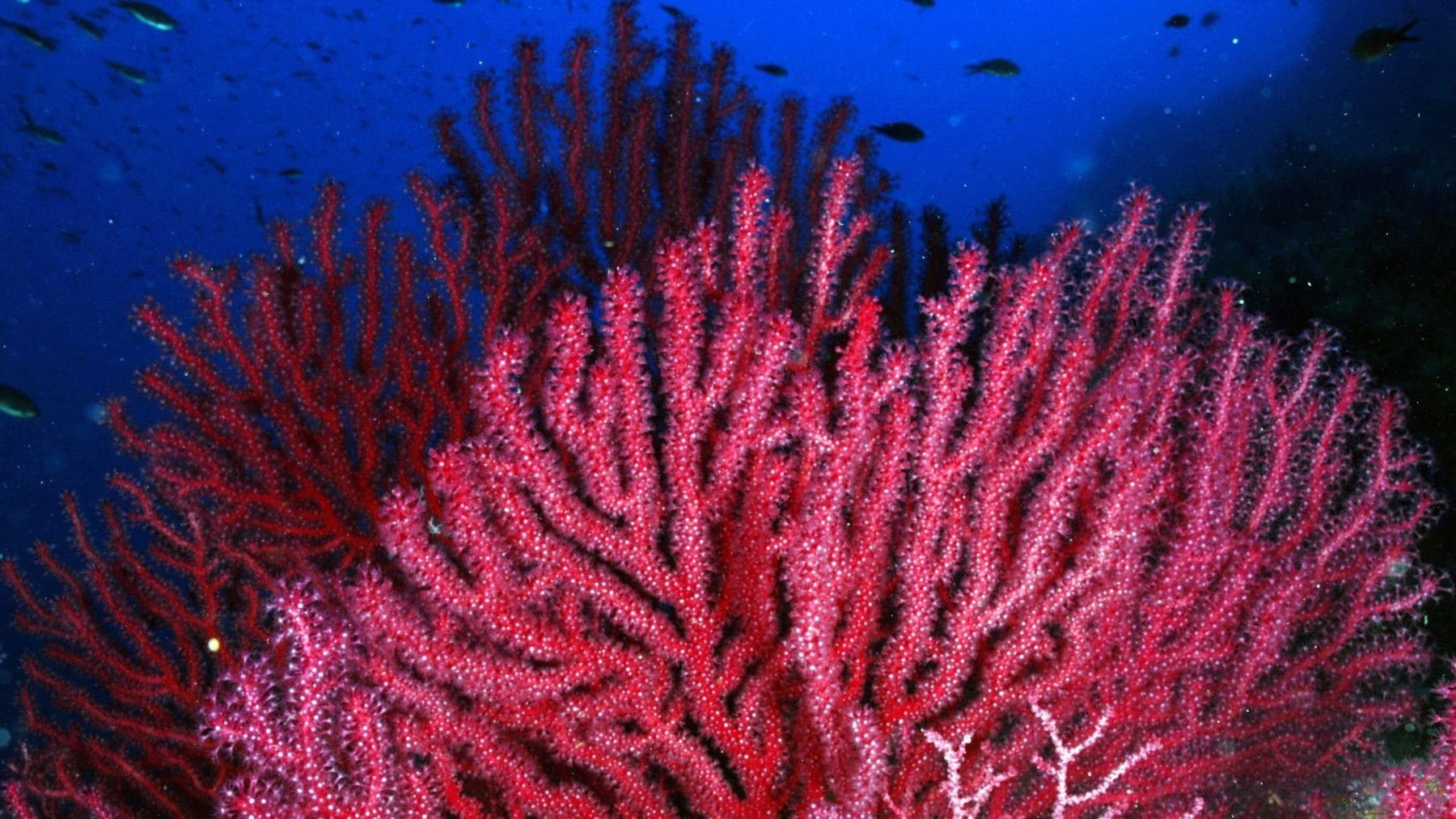 Microplásticos alteran metabolismo de gorgonias en el Mediterráneo en estudio