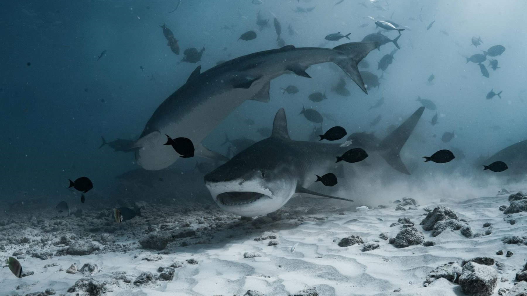 los tiburones toro tienen relaciones sociales complejas