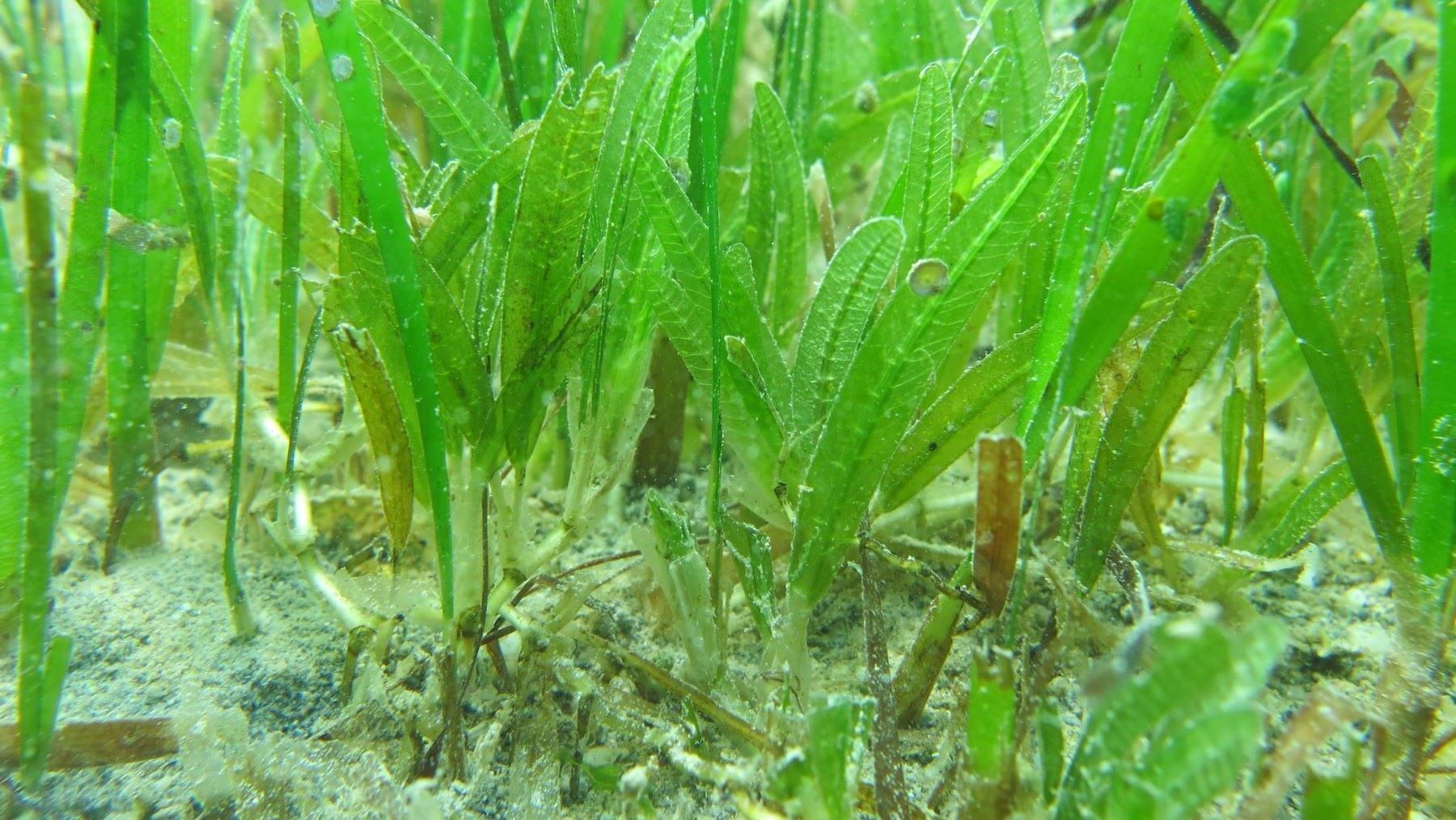 Hallan por primera vez en Baleares una planta marina invasora