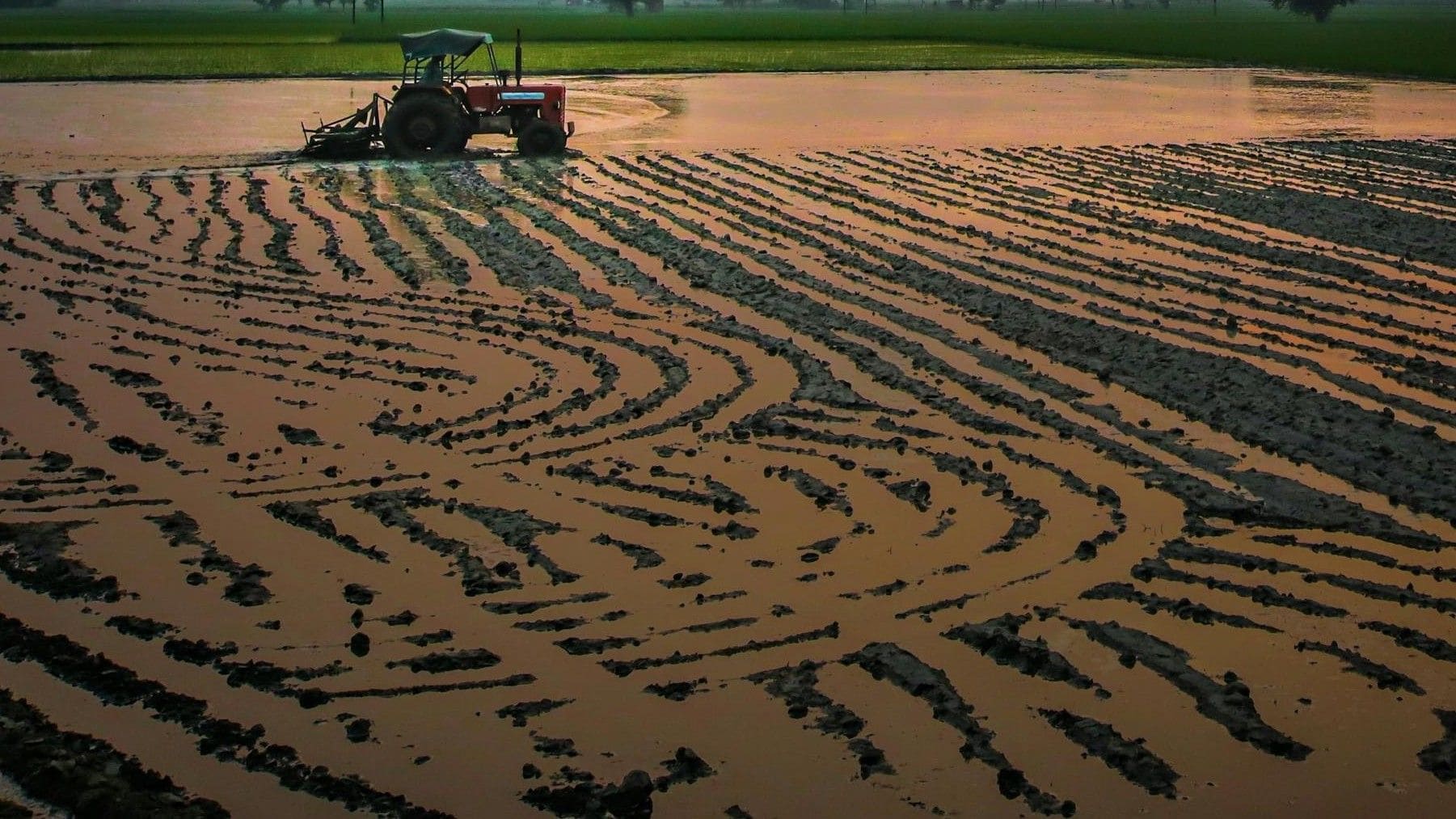 Zona húmeda del parque nacional de Doñana afectada por la extracción de agua