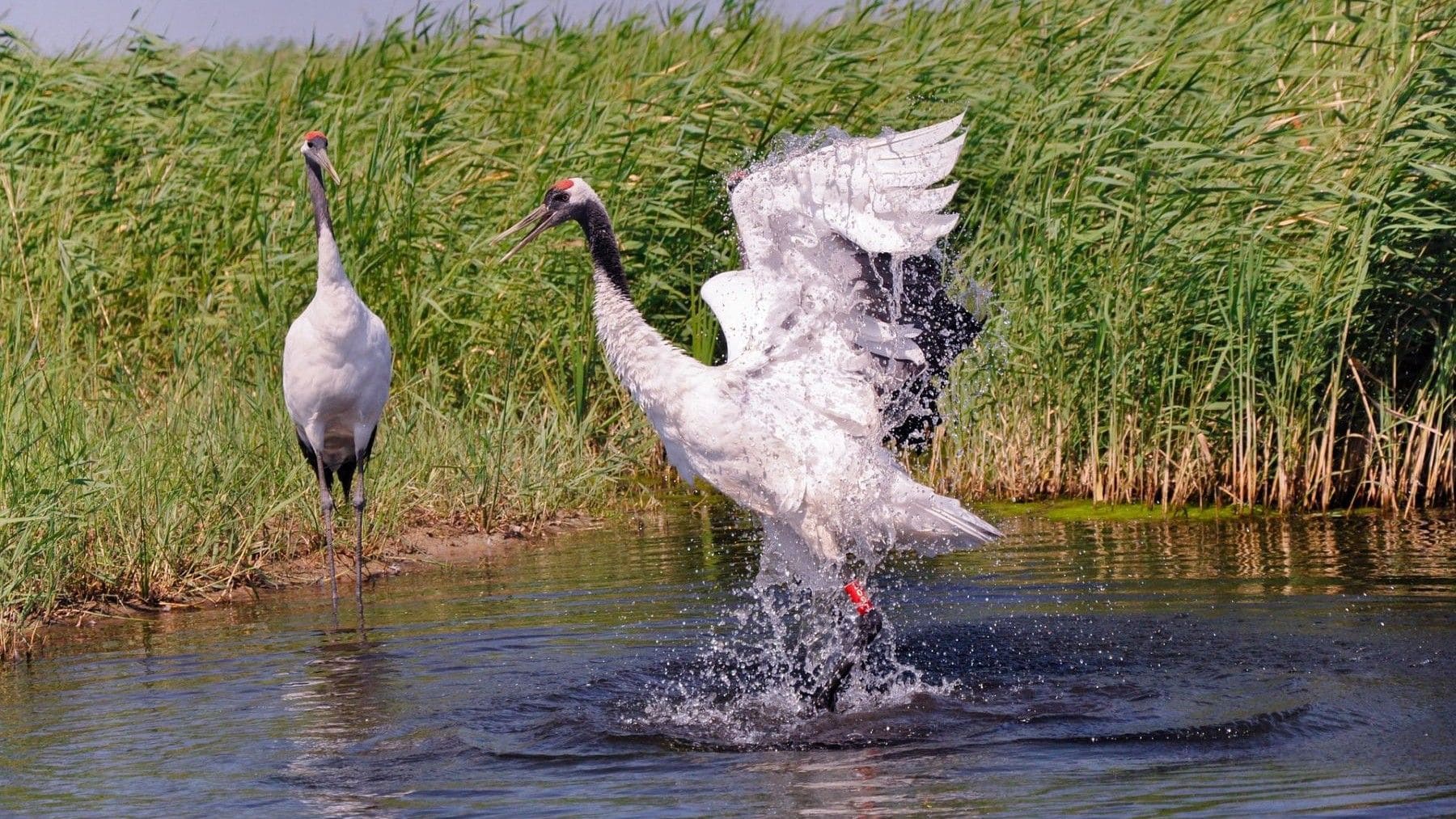 Las Tablas de Daimiel alcanzan 1.000 hectáreas inundadas y rozan el máximo anual antes de primavera