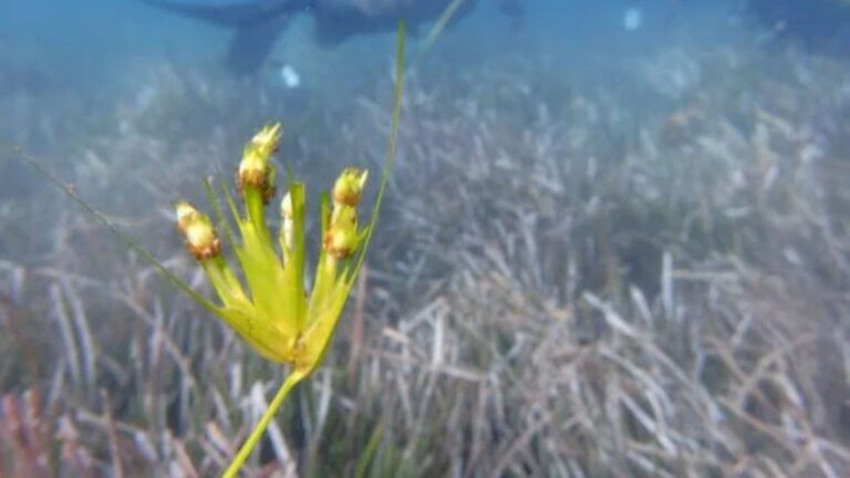 Las fanerógamas marinas del Mediterráneo serán protegidas por el Gobierno