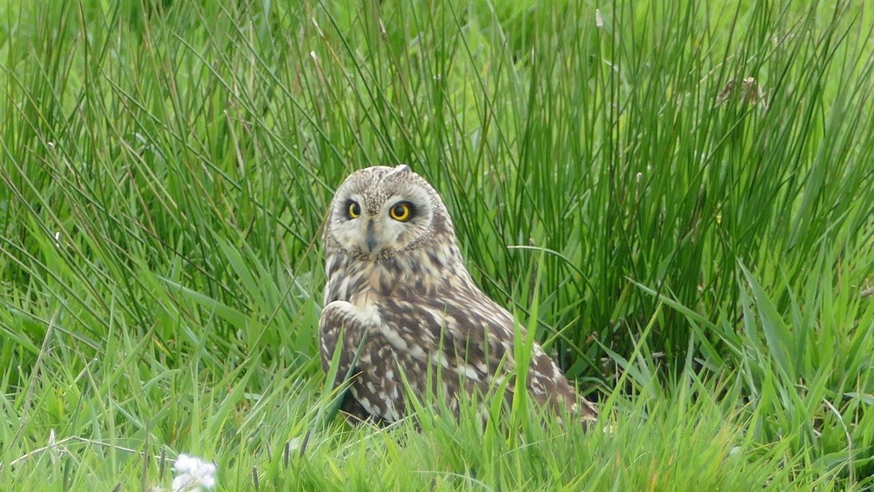 Control biológico topillo campesino Castilla y León