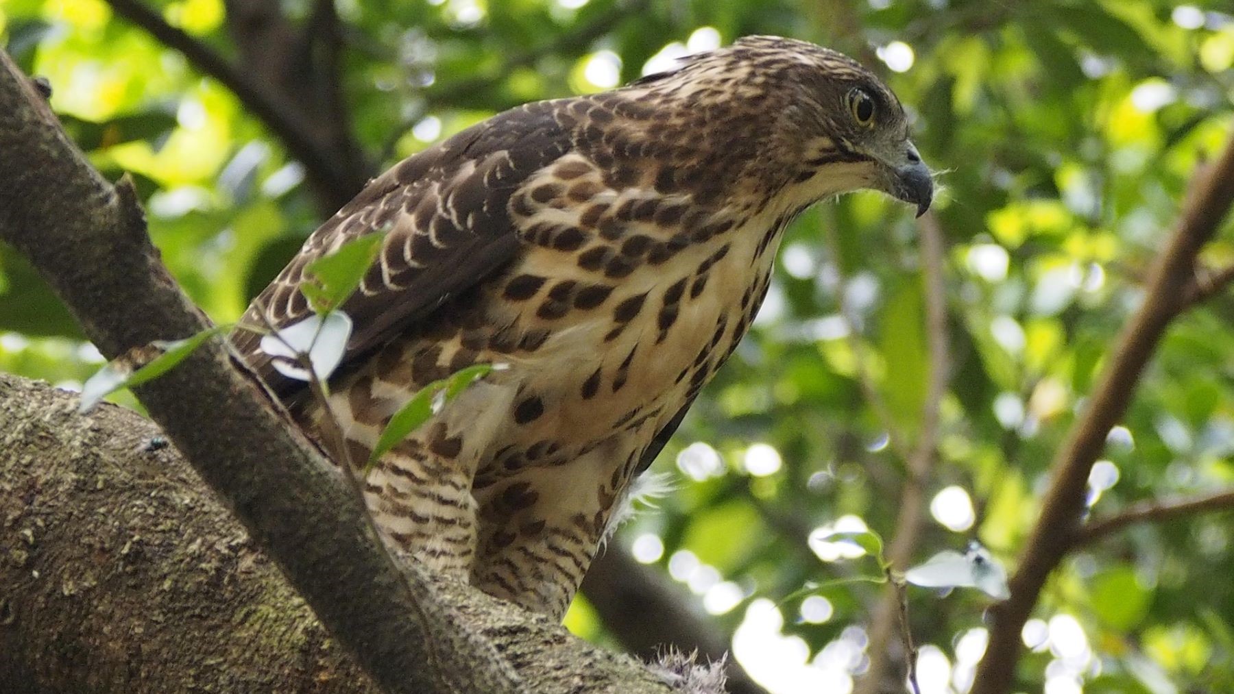 Centros de recuperación de fauna de Galicia atienden 4.572 animales