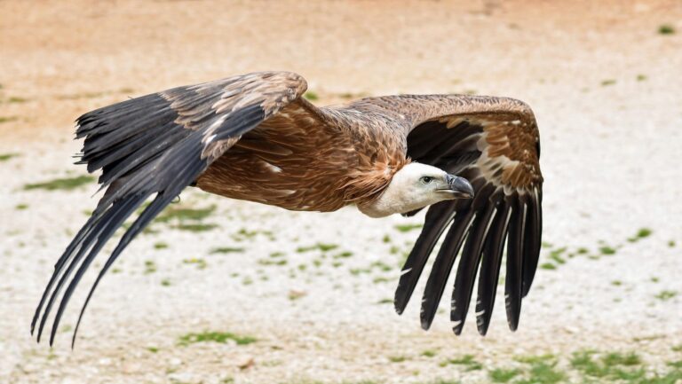 AMUS ampliará el hospital de fauna salvaje en Villafranca de los Barros y libera buitres leonados en Ribera del Fresno