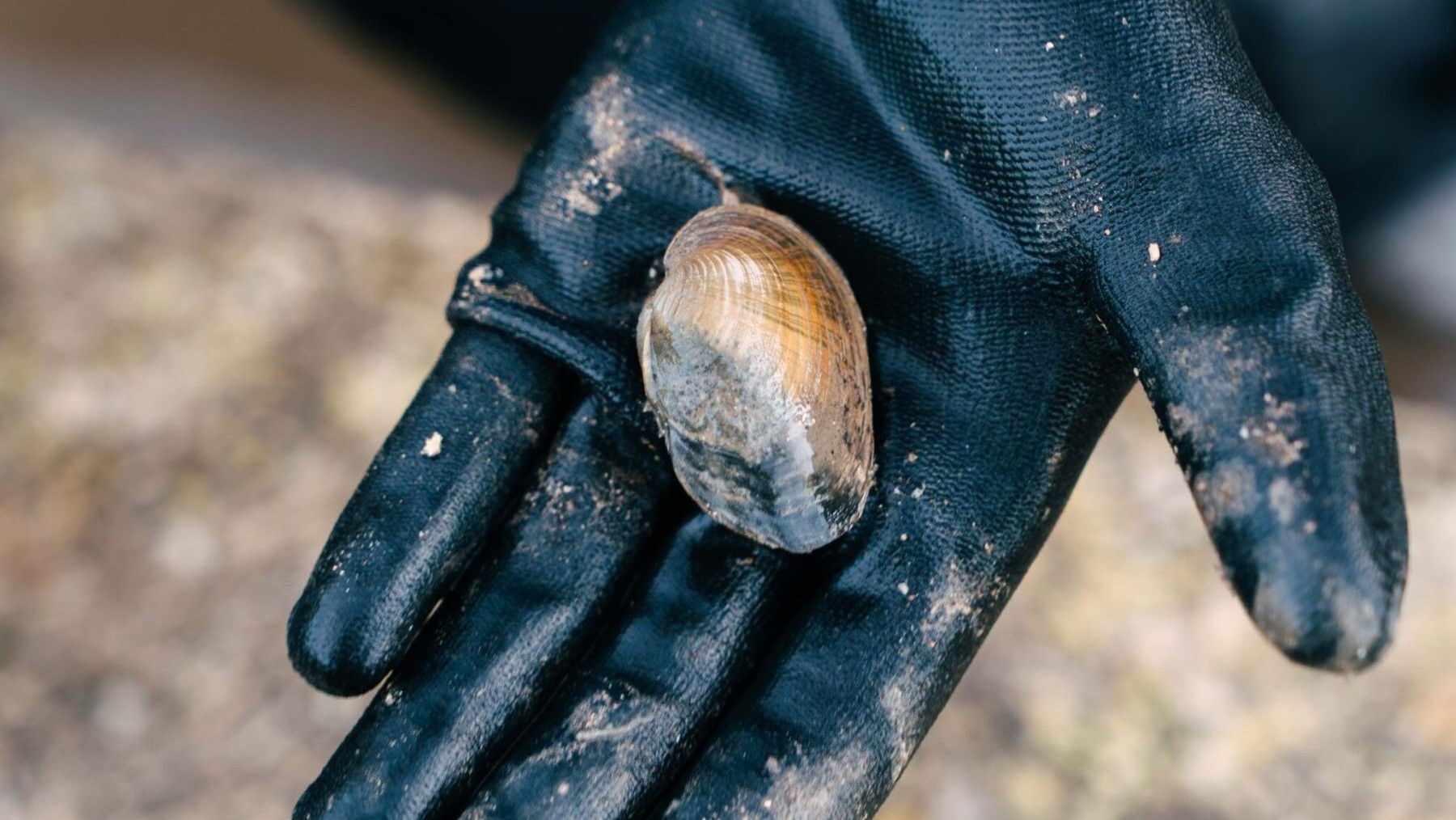 Sueltan petxinots y barbos en l’Albufera para salvar la especie en peligro
