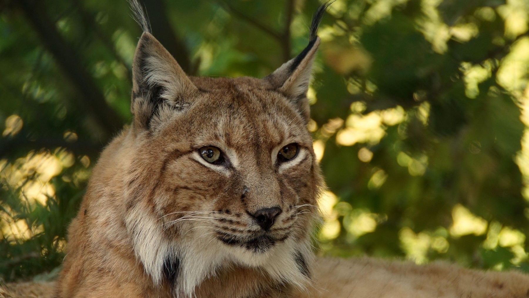 Momento en que liberan dos nuevos linces ibéricos en Lora del Río con collar GPS