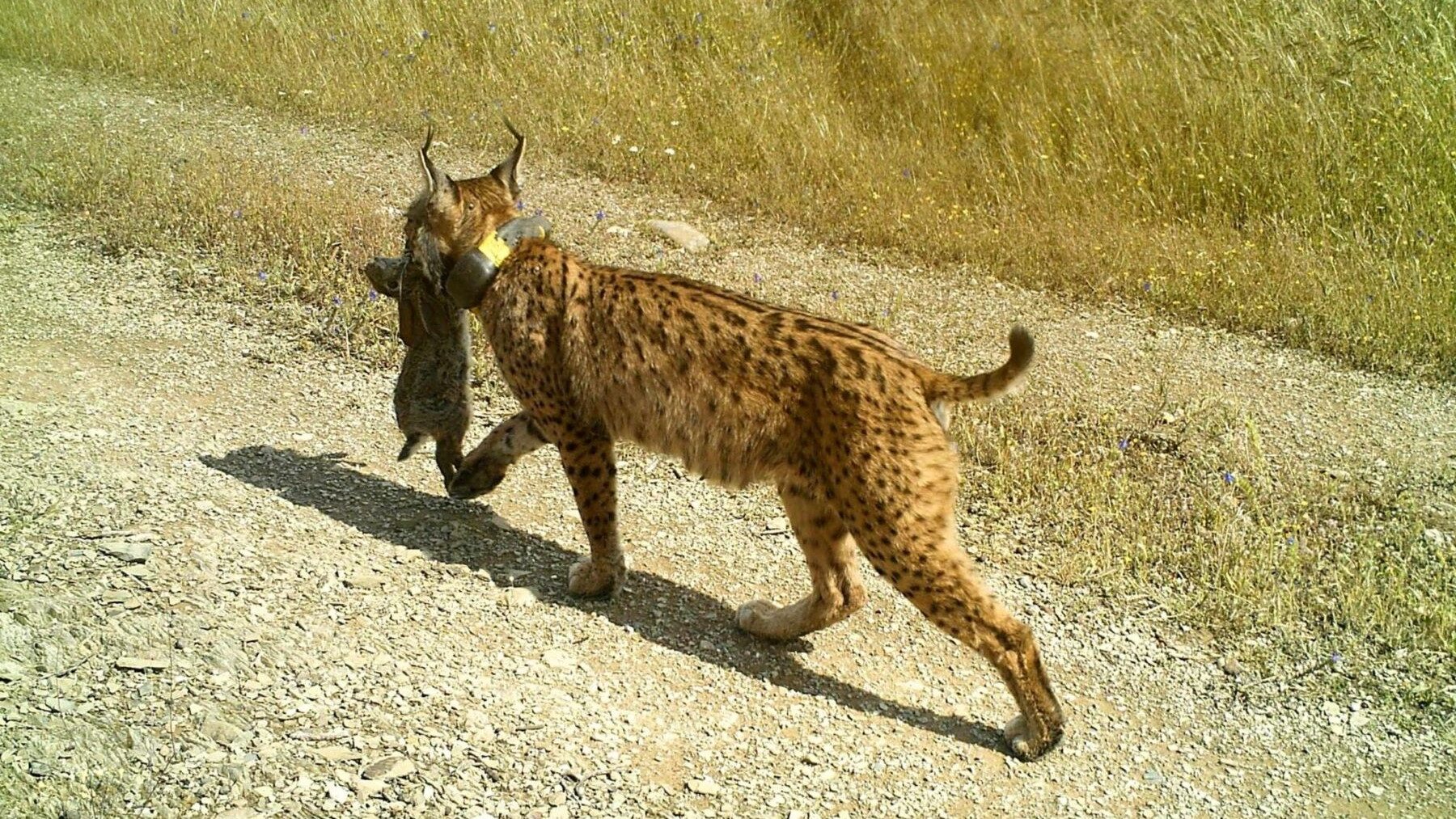 Lince ibérico regresa Aragón tras 40 años de extinción