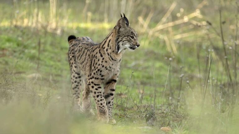 Liberan tres nuevos linces ibéricos en Cuenca dentro del programa de reintroducción