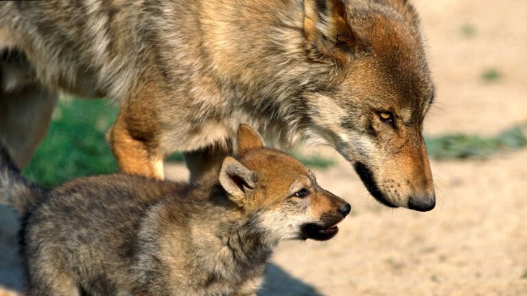 Lobo ibérico relacionado con el número de lobos abatidos en Asturias