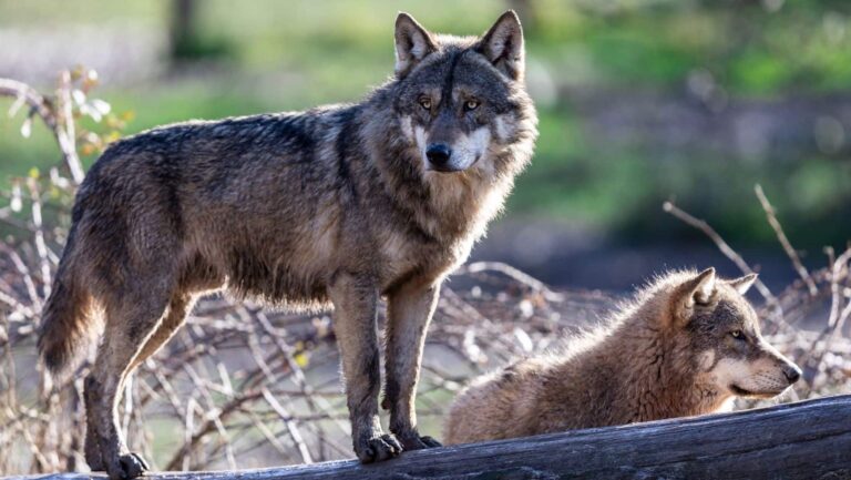 Bruselas exige limitar la caza del lobo ibérico por su estado desfavorable en España