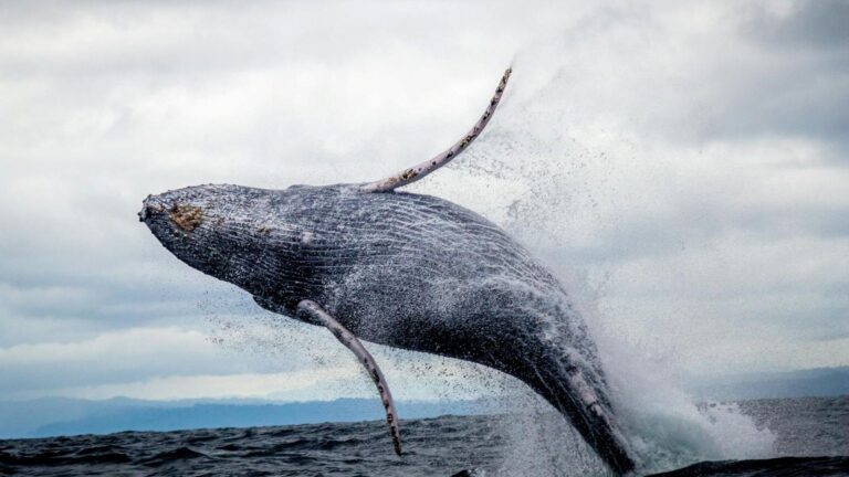 recuperación de las ballenas jorobadas y comportamiento reproductivo
