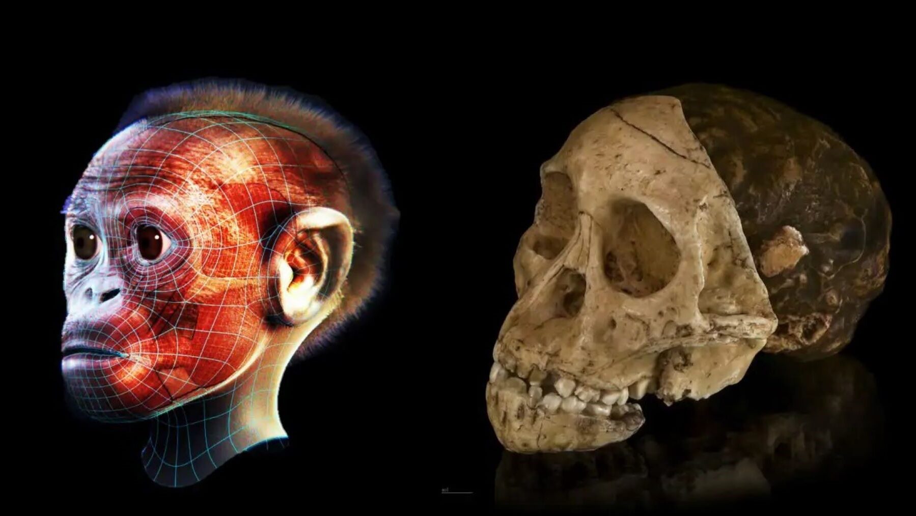 ALT: Descubren en Egipto una nueva especie que cambia el origen de los simios modernos