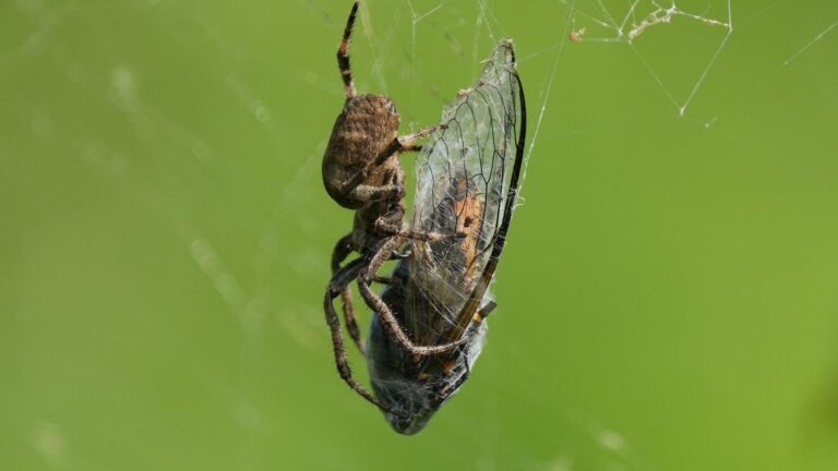 Científicos identifican 40 áreas prioritarias para la conservación de los artrópodos en la península ibérica y Baleares