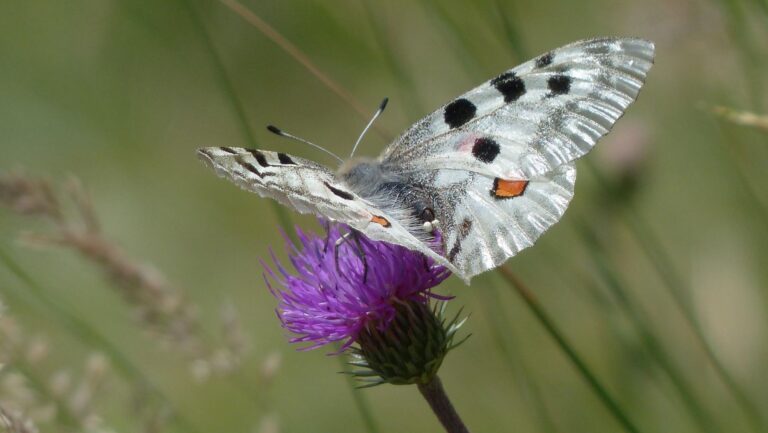 Mariposa Apolo sobre vegetación de montaña en el Parque Natural de Penyagolosa