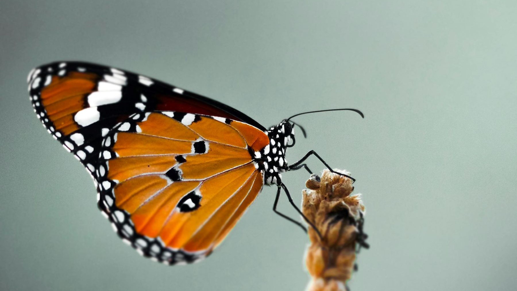 Mariposa monarca cambio climático migración