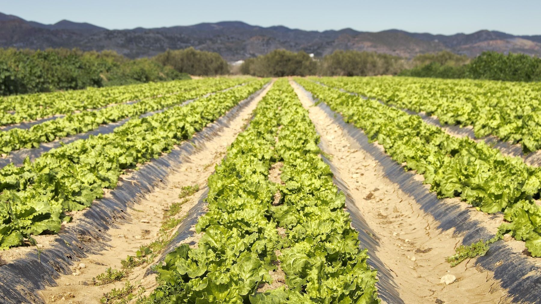 Cultivo agrícola en el Campo de Cartagena afectado por posible contaminación por metales pesados