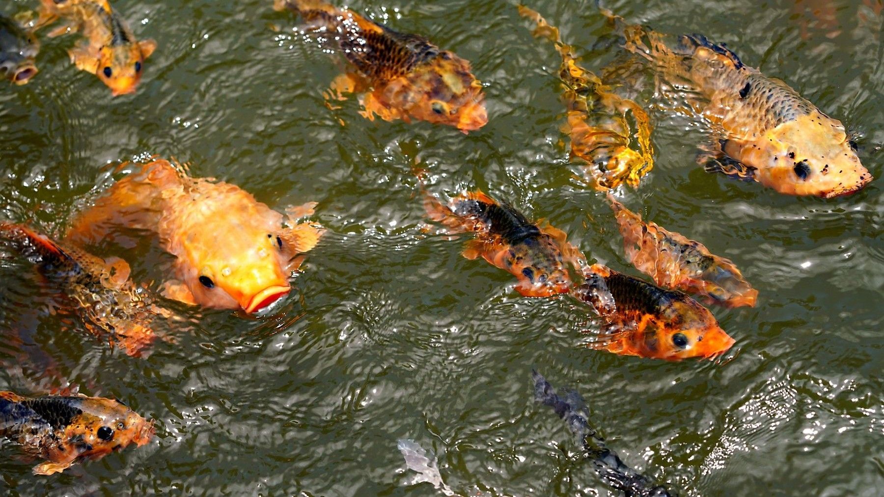 Peces migratorios colapsan 81% y alertan extinción global en ecosistemas fluviales