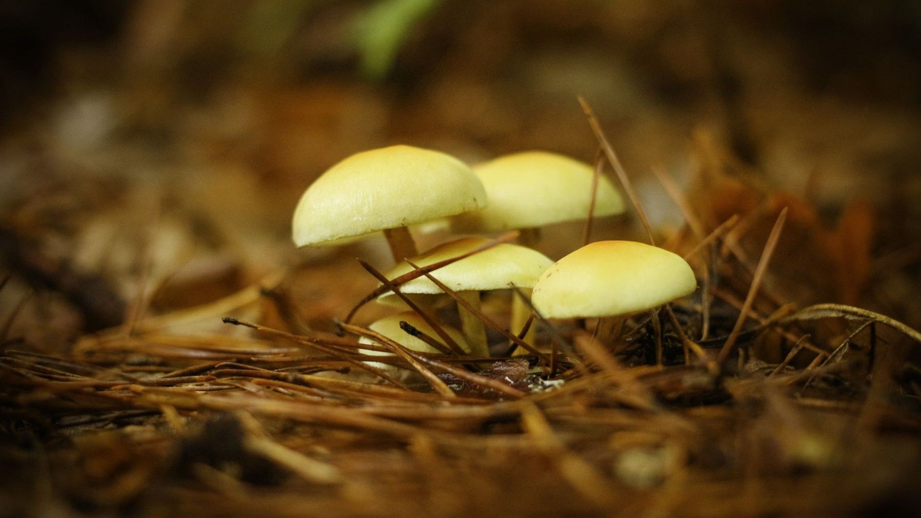 Castilla y León crea el parque micológico de Velilla del Río Carrión para impulsar el desarrollo rural en la Montaña Palentina