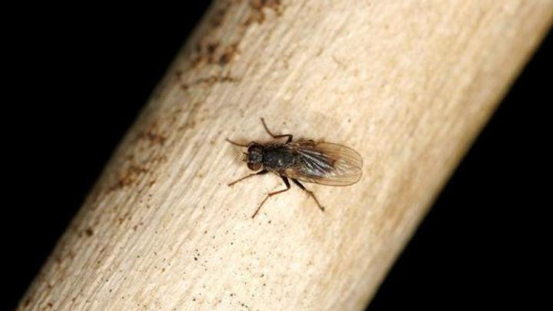 nueva especie de mosca que imita a las abejas en Ecuador