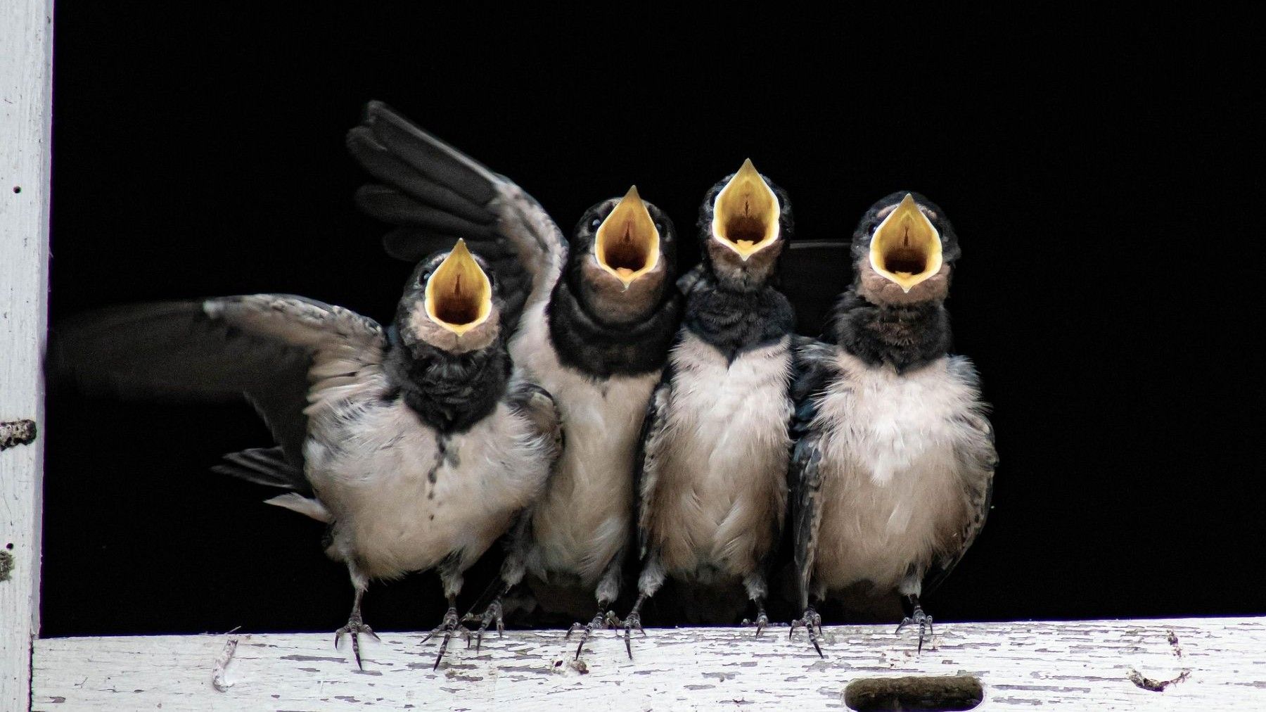 Nidos de aves migratorias
