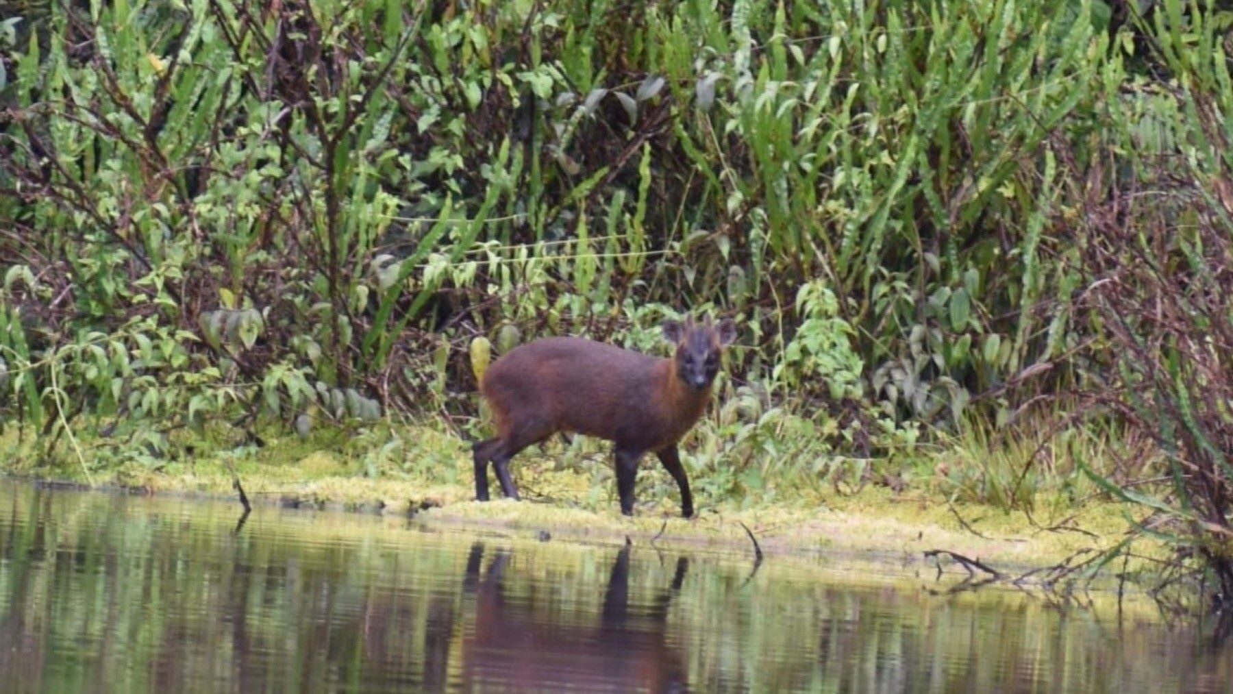 Perú descubre más de 50 nuevas especies en áreas naturales protegidas