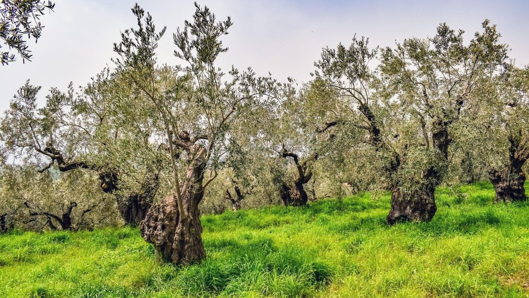 Agricultura regenerativa en el olivar con mejora de suelo y biodiversidad