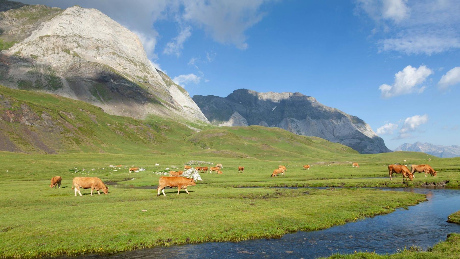 Impulsan pastoreo ambiental en Pirineos para prevenir incendios en zonas de montaña