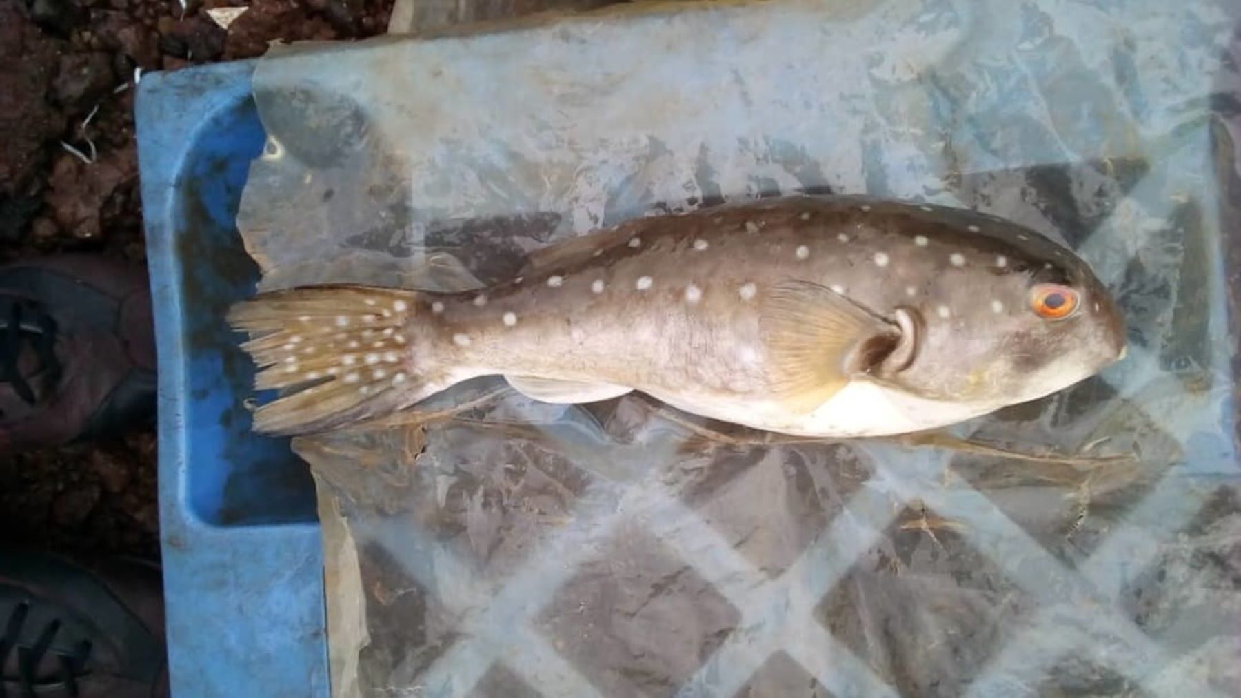Detectan peces globo en aguas de Galicia