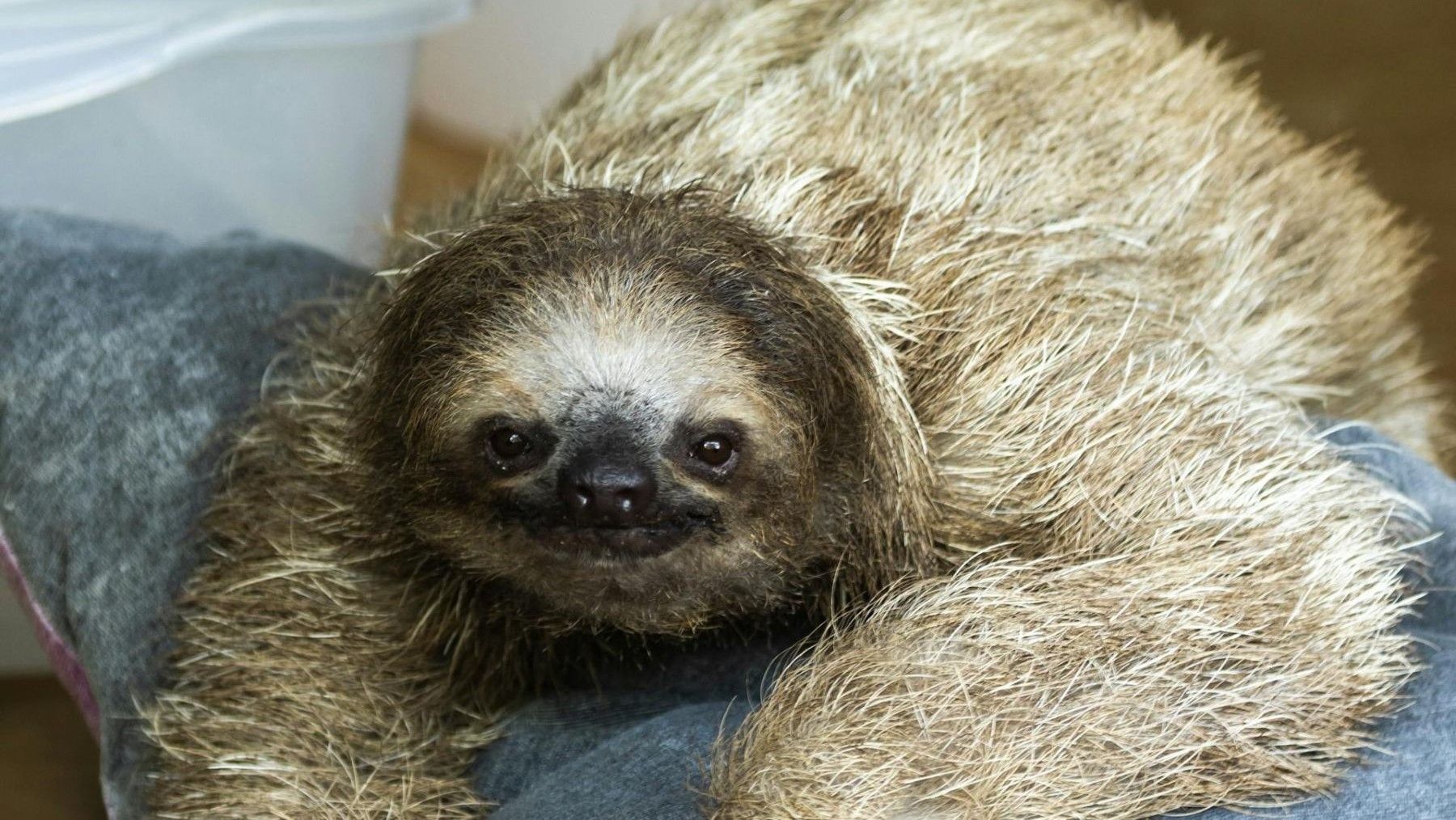 rescate de animales silvestres en Costa Rica perezoso quemado