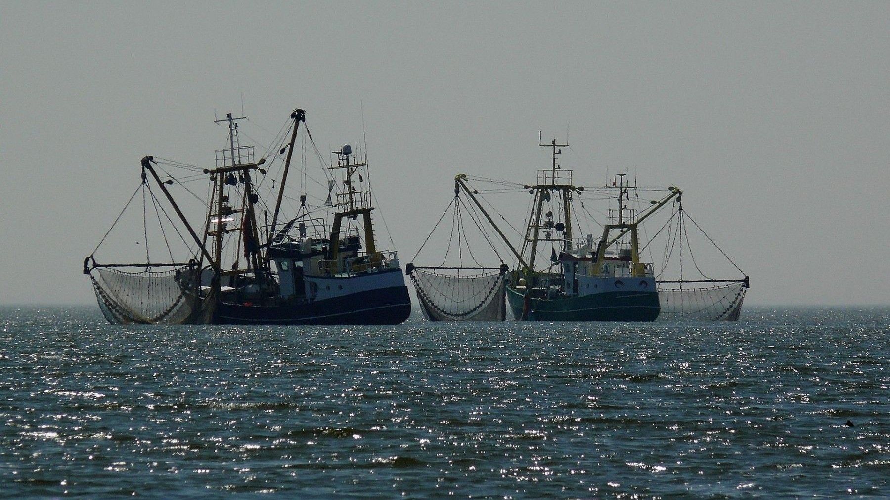 Jornada Mundial por el Fin de la Pesca 2026 pide abolición global