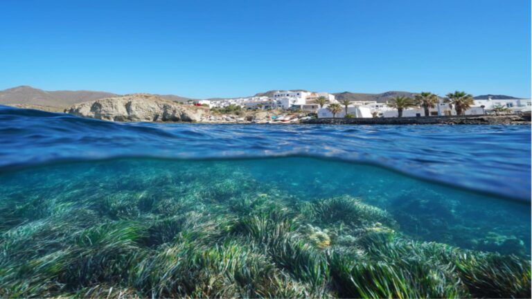 Día Mundial de los Pastos Marinos 2026 Posidonia