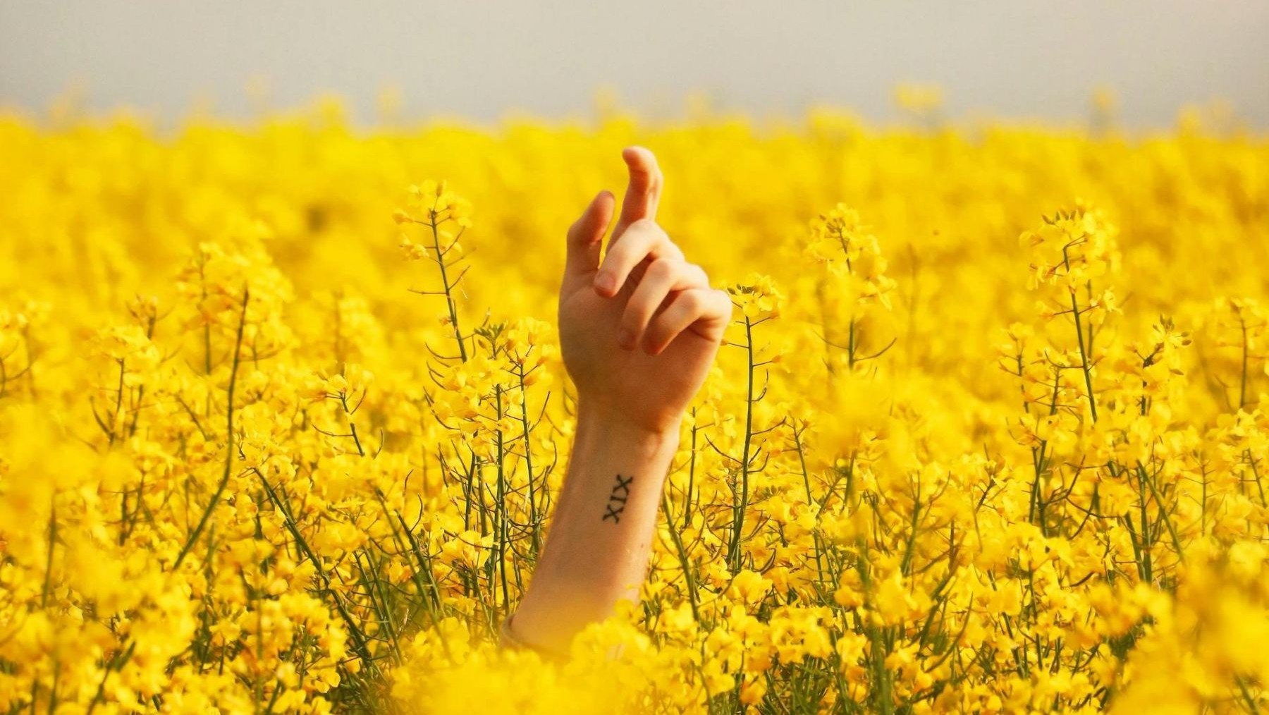 Representantes de la Alianza por la Restauración de la Naturaleza en España durante su lanzamiento oficial