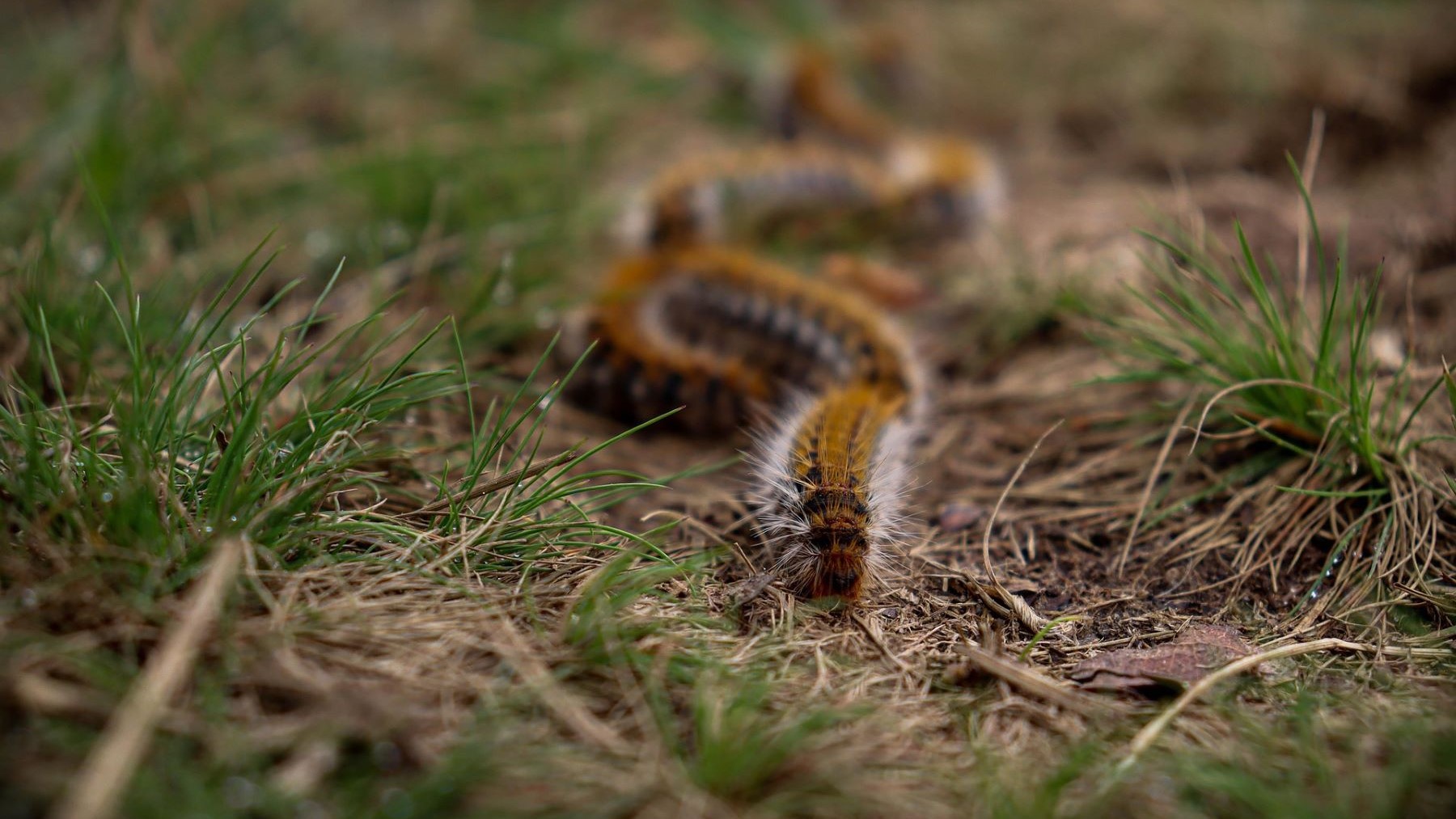 Carnívoros depredan procesionaria del pino por primera vez