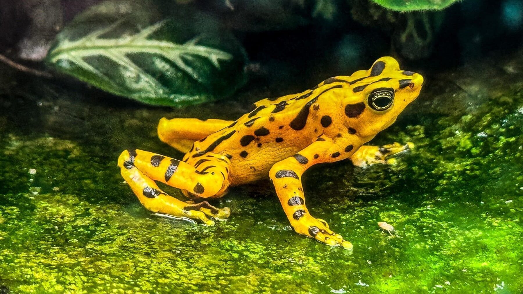 Rana dorada Panamá intenta volver tras hongo que la arrasó