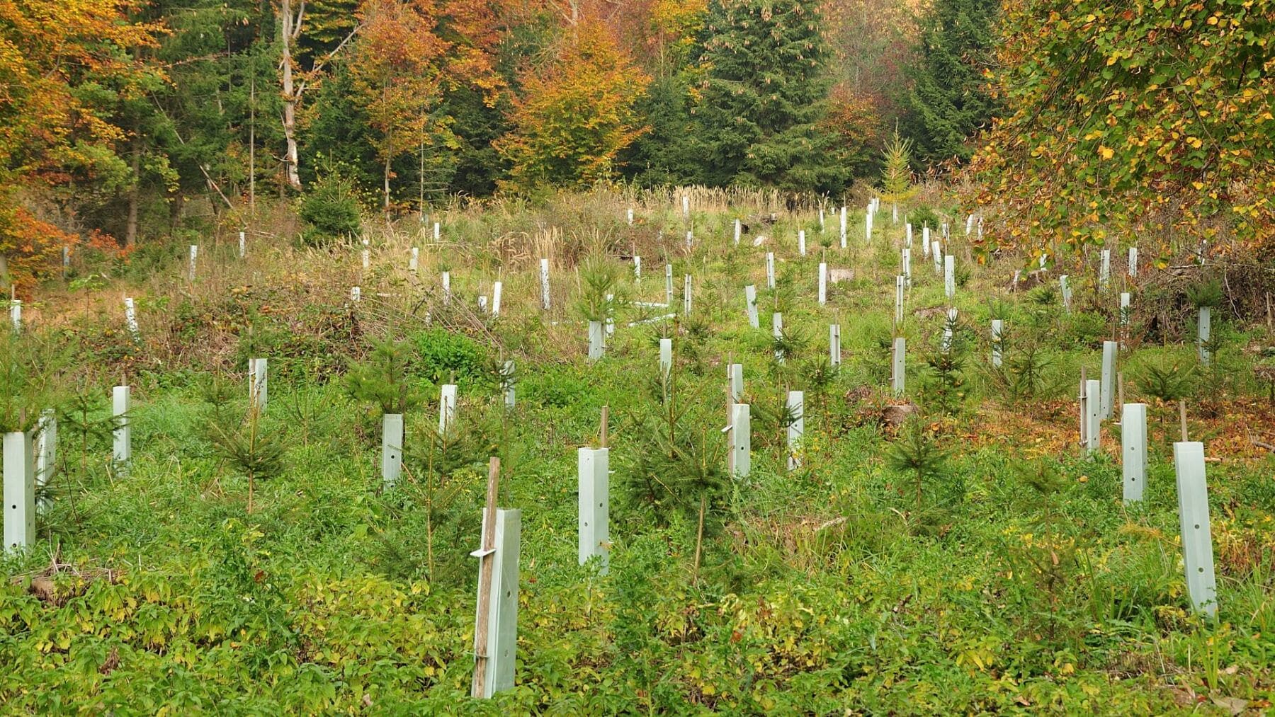 Andalucía impulsa proyectos forestales para absorber CO2 en Huelva y Jaén