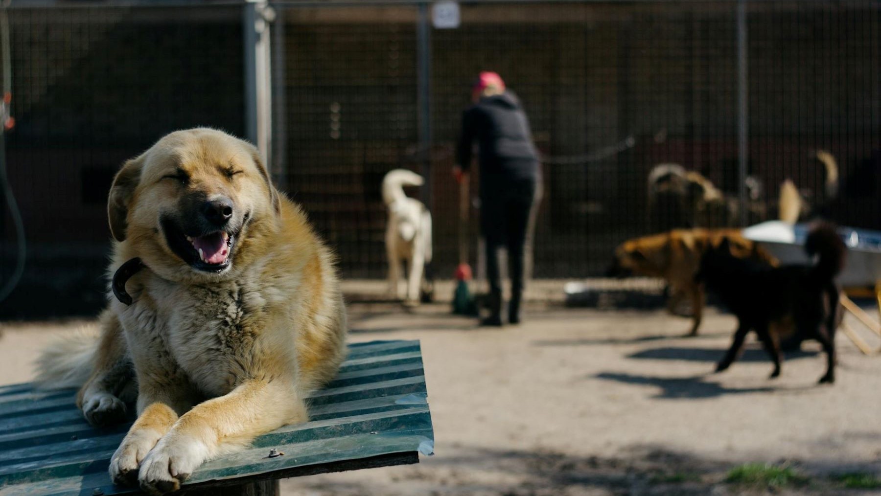 2000 perros adoptados en Torrelavega