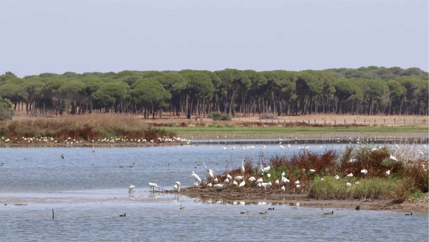 Piden recuperar el río Guadiamar clave para salvar Doñana en estado actual