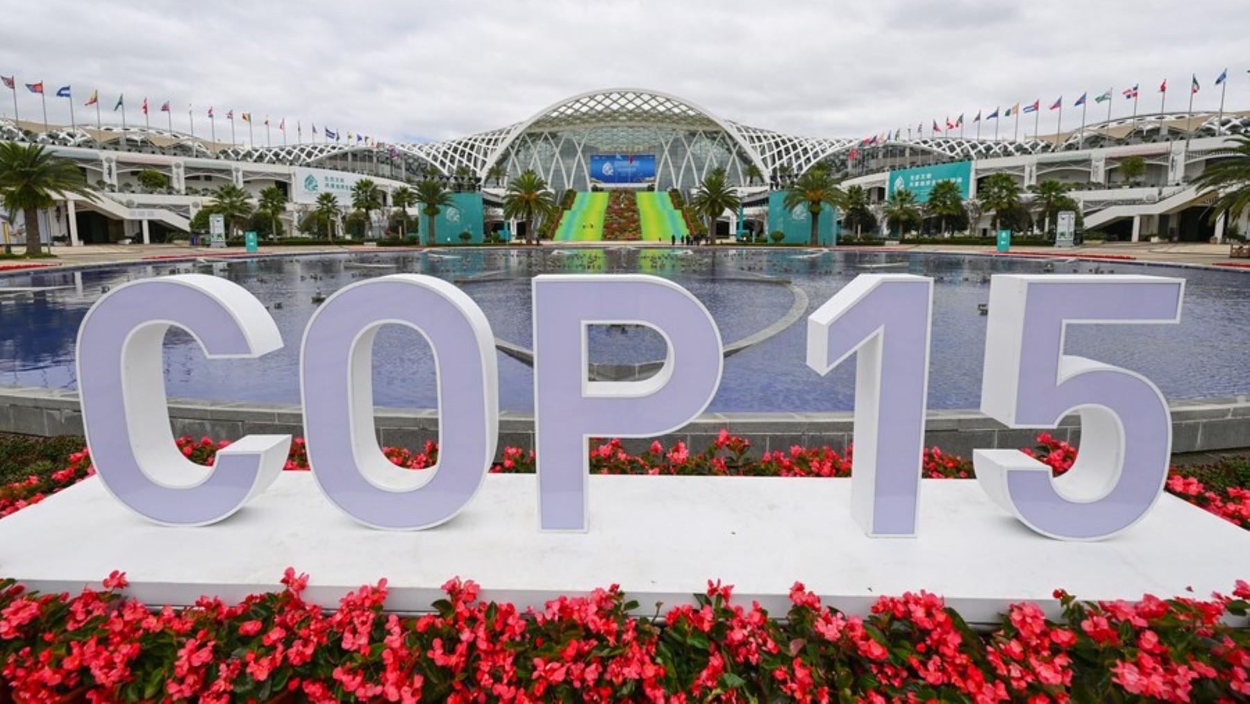 SEO BirdLife valora avances en la COP15 de especies migratorias