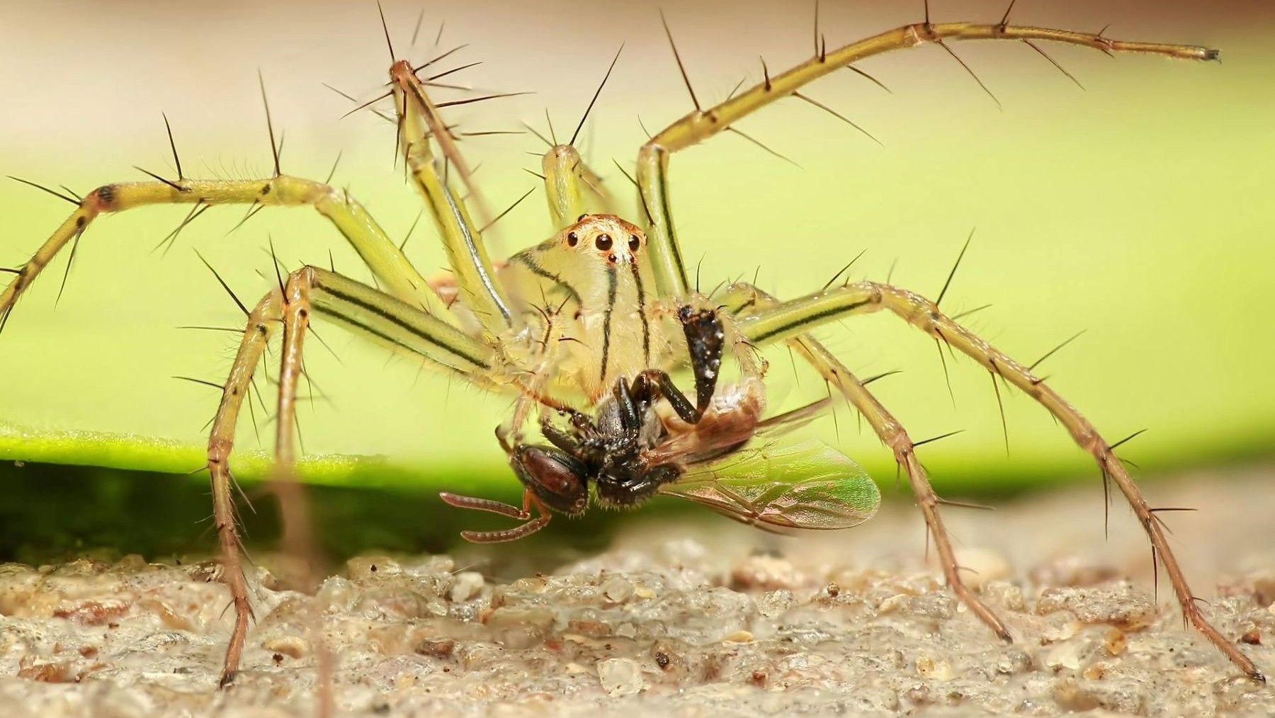 Imagen representativa que ilustra que se desconoce el estado de conservación del 90 % de los insectos y arácnidos