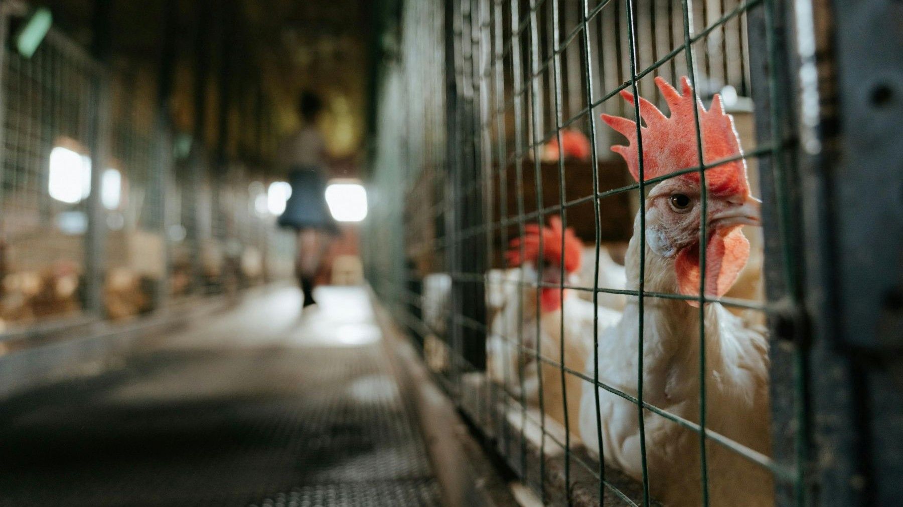 TJUE examina la responsabilidad legal de la Comisión Europea por incumplir el fin de las jaulas