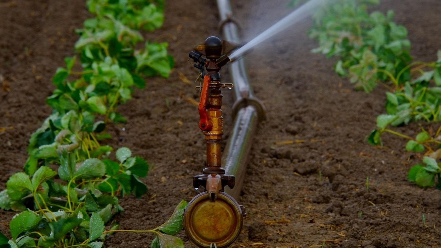 Uso de aguas regeneradas en agricultura es seguro según ingenieros agrónomos