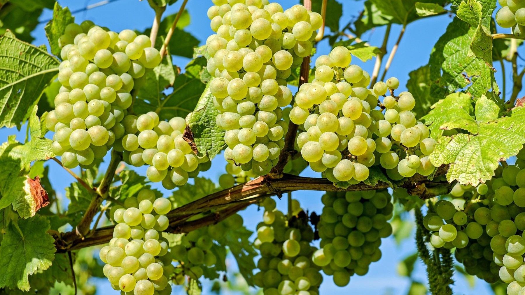 Acolchados orgánicos en viñedos aumentan la biodiversidad del suelo